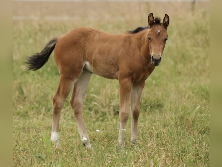 American Quarter Horse Stute Fohlen (04/2026) 152 cm Brauner in Waldshut-Tiengen