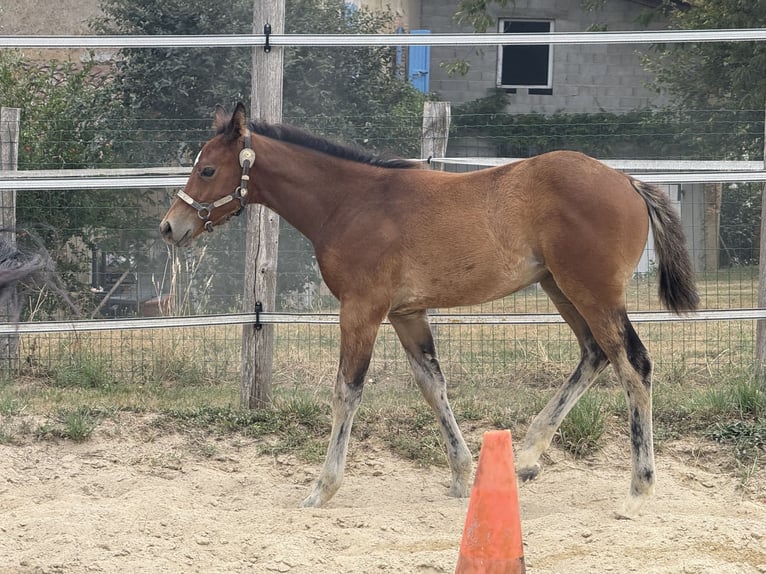 American Quarter Horse Stute  152 cm Brauner in Thodure
