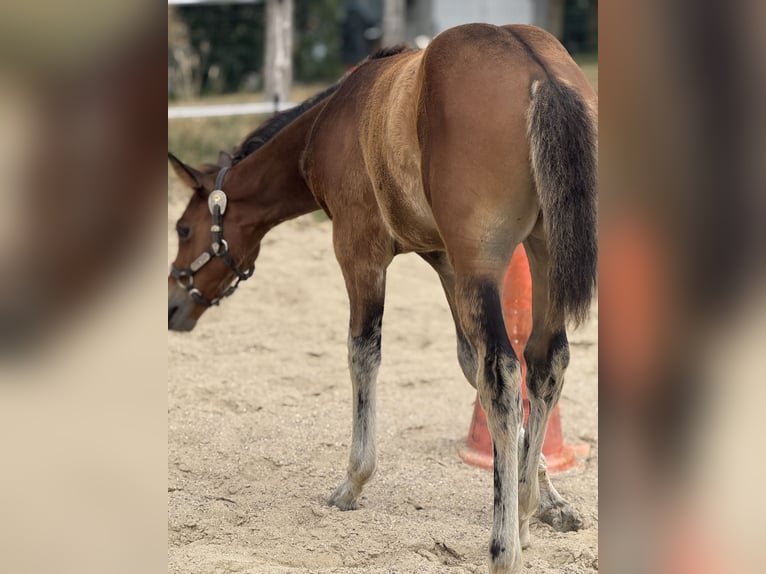 American Quarter Horse Stute  152 cm Brauner in Thodure