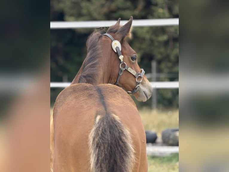 American Quarter Horse Stute  152 cm Brauner in Thodure