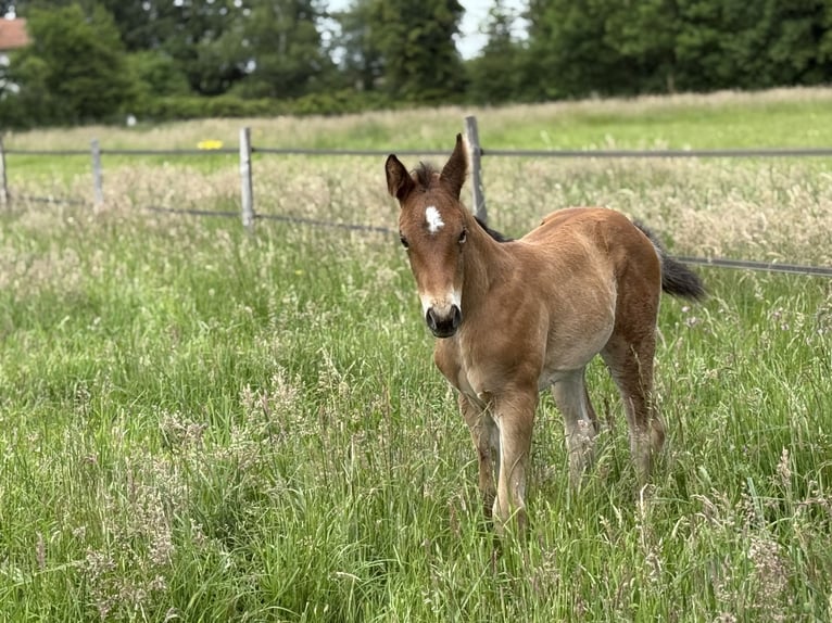 American Quarter Horse Stute  152 cm Brauner in Thodure