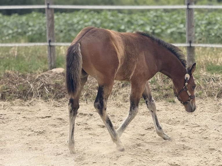 American Quarter Horse Stute  152 cm Brauner in Thodure