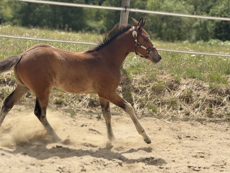 American Quarter Horse Stute  152 cm Brauner in Thodure