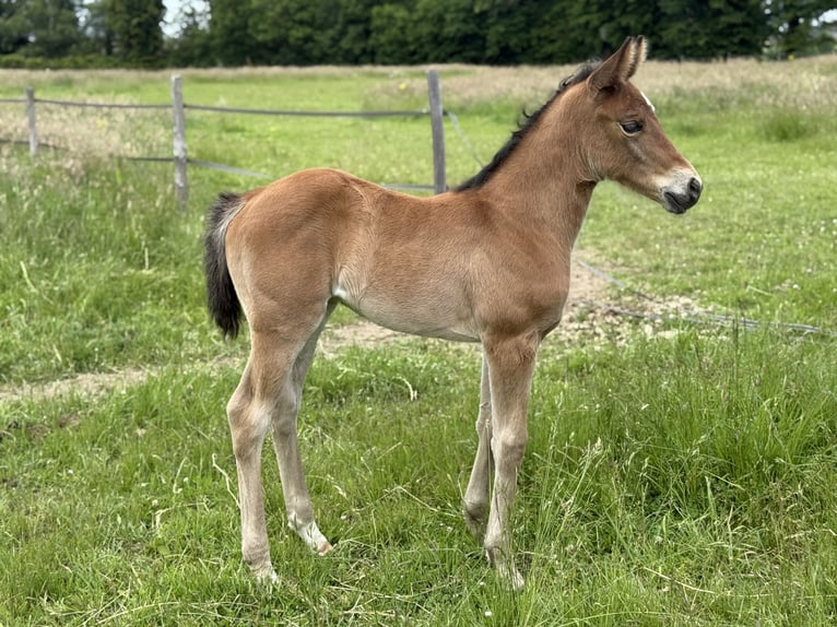American Quarter Horse Stute  152 cm Brauner in Thodure