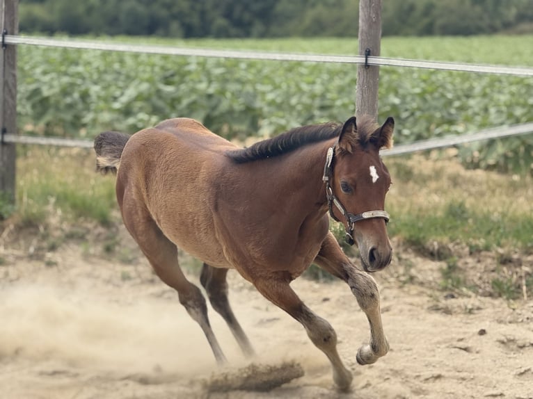 American Quarter Horse Stute  152 cm Brauner in Thodure