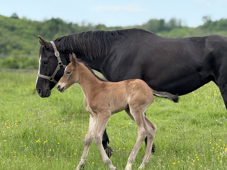 American Quarter Horse Stute  152 cm Brauner in Thodure