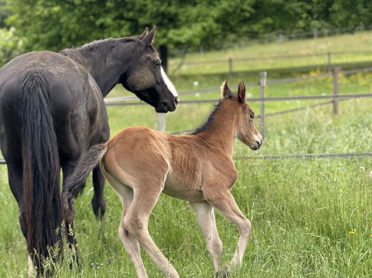 American Quarter Horse Stute  152 cm Brauner in Thodure