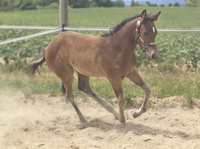 American Quarter Horse Stute  152 cm Brauner in Thodure