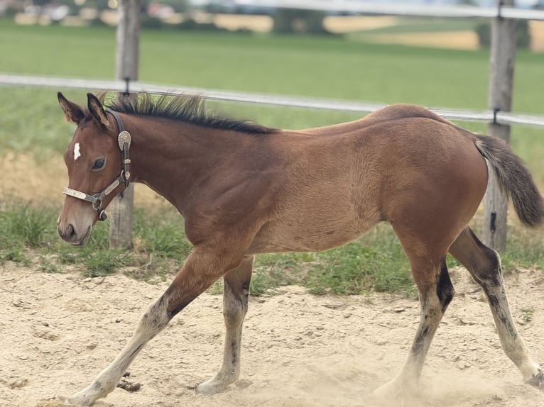 American Quarter Horse Stute  152 cm Brauner in Thodure