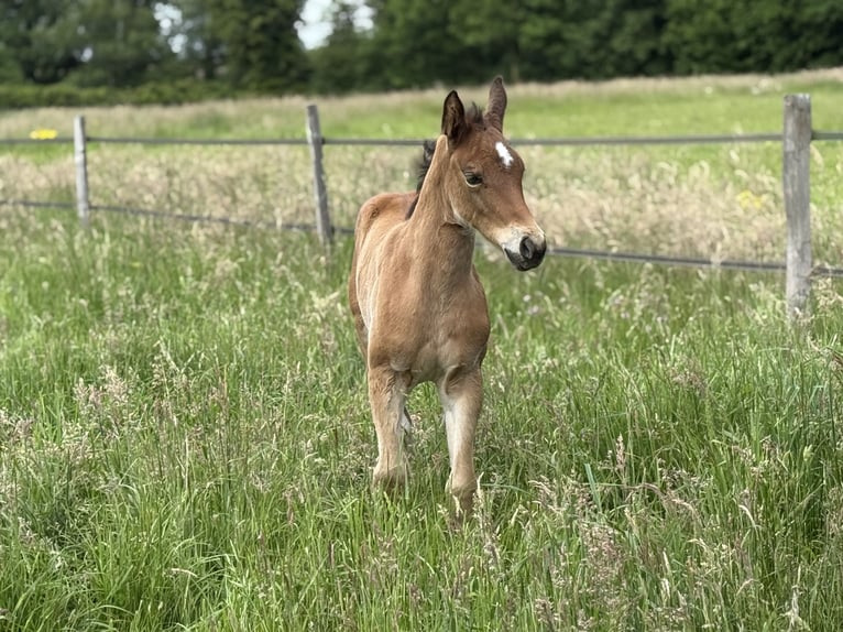 American Quarter Horse Stute  152 cm Brauner in Thodure
