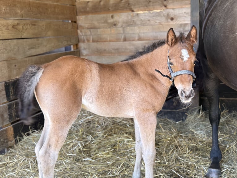 American Quarter Horse Stute  152 cm Brauner in Thodure