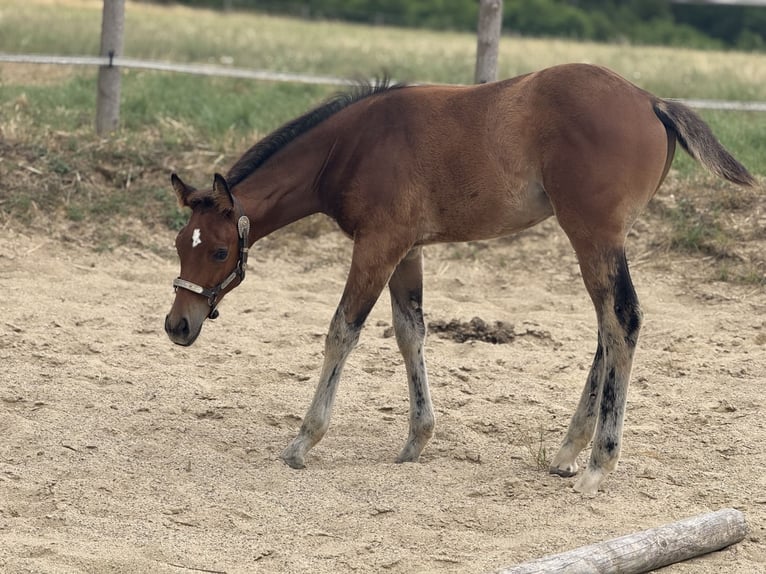 American Quarter Horse Stute  152 cm Brauner in Thodure