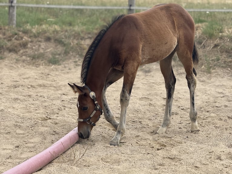 American Quarter Horse Stute  152 cm Brauner in Thodure
