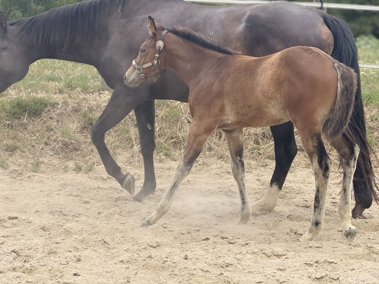 American Quarter Horse Stute  152 cm Brauner in Thodure