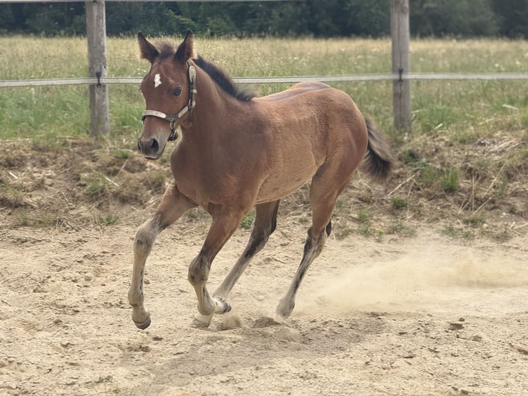 American Quarter Horse Stute  152 cm Brauner in Thodure