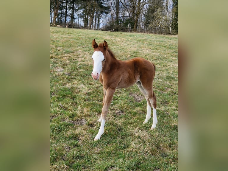 American Quarter Horse Stute Fohlen (03/2025) 152 cm Brauner in Clausthal-Zellerfeld