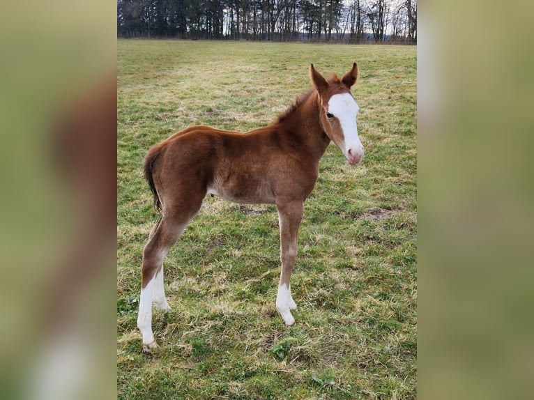 American Quarter Horse Stute Fohlen (03/2025) 152 cm Brauner in Clausthal-Zellerfeld