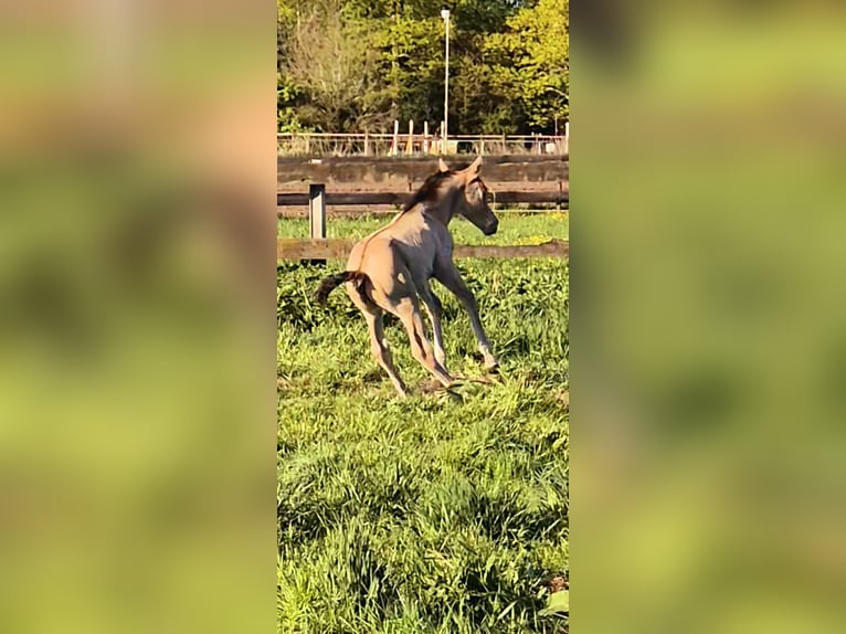American Quarter Horse Mix Stute Fohlen (04/2025) 152 cm Buckskin in Wietmarschen