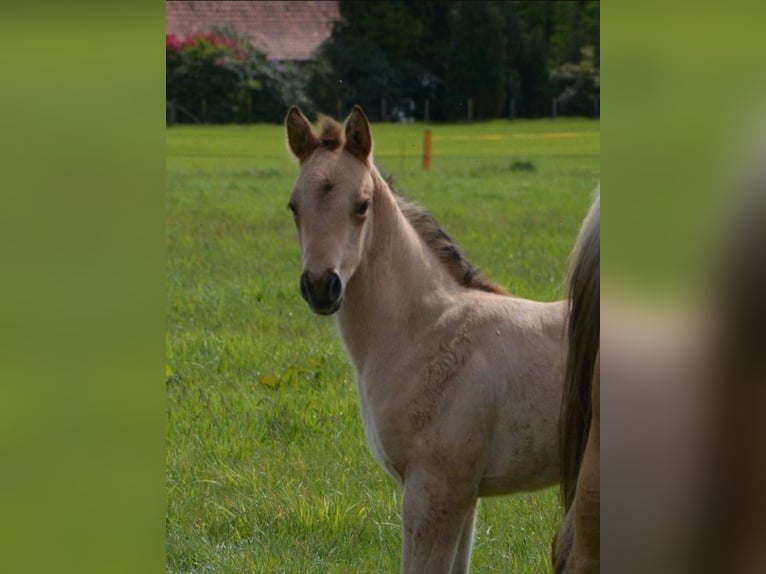 American Quarter Horse Stute Fohlen (04/2026) 152 cm Buckskin in Nordhorn