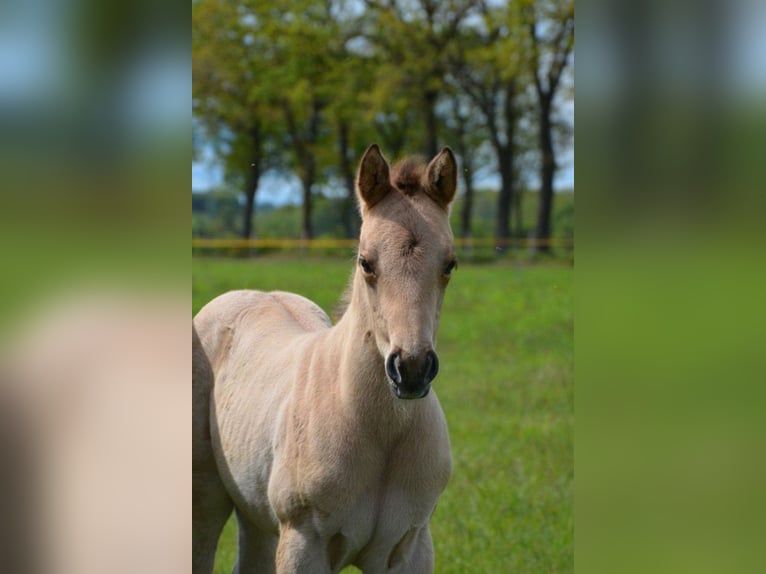 American Quarter Horse Stute Fohlen (04/2026) 152 cm Buckskin in Nordhorn