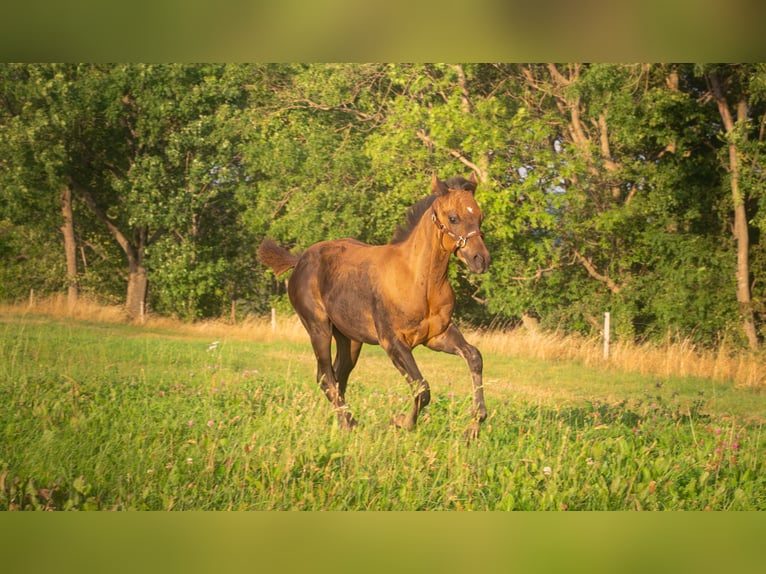 American Quarter Horse Stute Fohlen (05/2025) 152 cm Buckskin in Venusberg