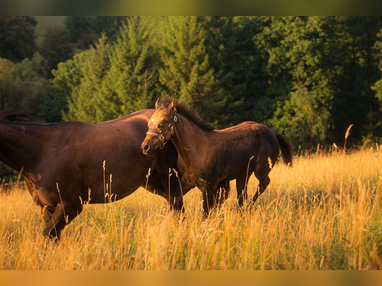 American Quarter Horse Stute Fohlen (05/2025) 152 cm Buckskin in Venusberg