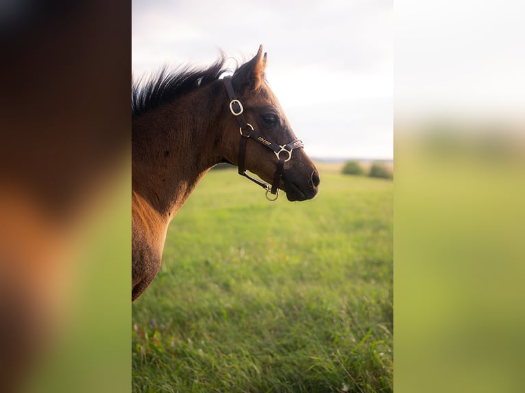 American Quarter Horse Stute Fohlen (05/2025) 152 cm Buckskin in Venusberg
