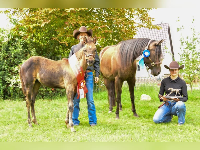 American Quarter Horse Stute Fohlen (05/2025) 152 cm Buckskin in Venusberg