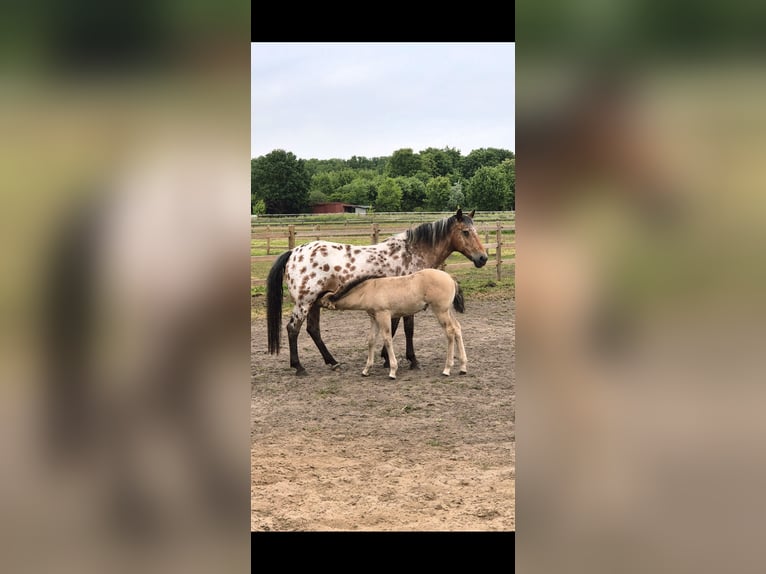 American Quarter Horse Mix Stute Fohlen (04/2025) 152 cm Buckskin in Wietmarschen