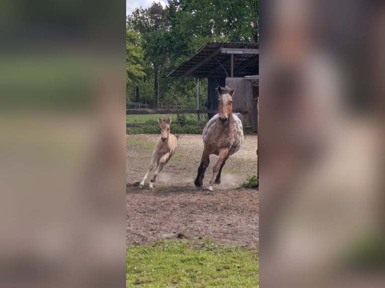 American Quarter Horse Mix Stute Fohlen (04/2025) 152 cm Buckskin in Wietmarschen