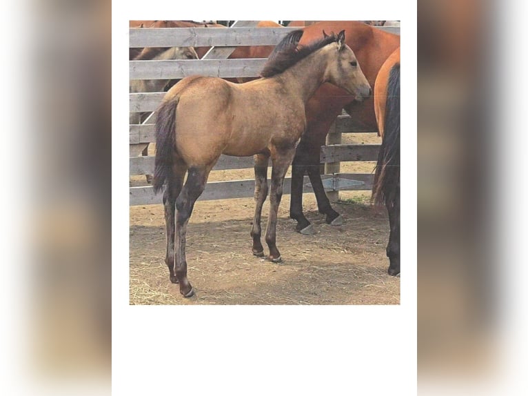 American Quarter Horse Stute Fohlen (05/2025) 152 cm Buckskin in Denton, MT