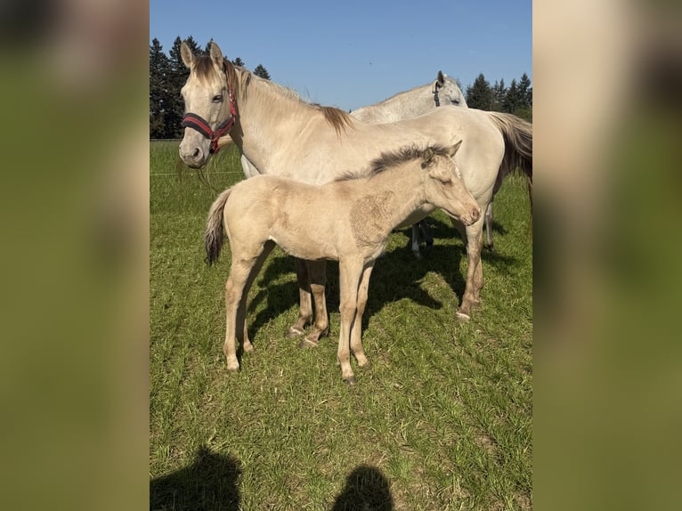 American Quarter Horse Stute Fohlen (04/2026) 152 cm Champagne in Daleiden