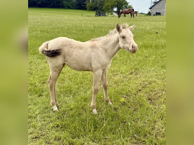 American Quarter Horse Stute Fohlen (04/2026) 152 cm Champagne in Daleiden