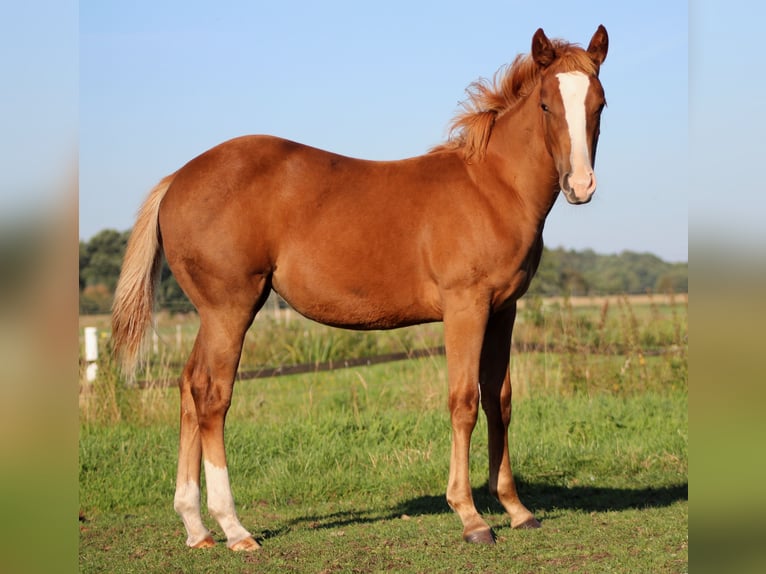 American Quarter Horse Stute Fohlen (03/2026) 152 cm Dunkelfuchs in Stade