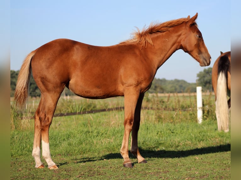 American Quarter Horse Stute Fohlen (03/2026) 152 cm Dunkelfuchs in Stade