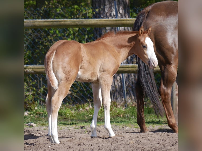 American Quarter Horse Stute Fohlen (03/2026) 152 cm Fuchs in LauenbrückHelvesiek