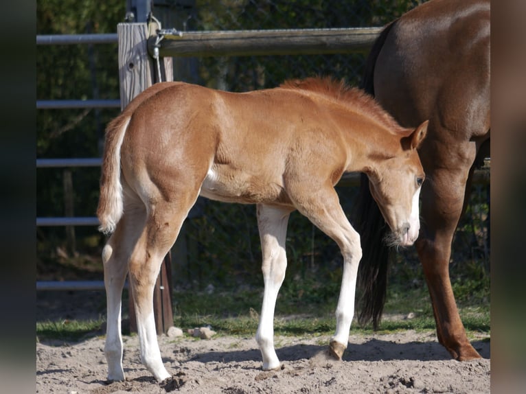 American Quarter Horse Stute Fohlen (03/2026) 152 cm Fuchs in LauenbrückHelvesiek