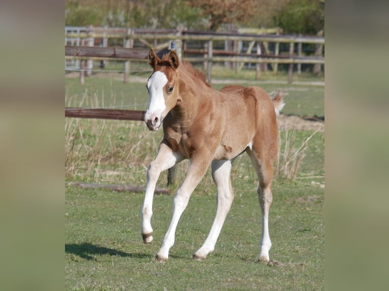 American Quarter Horse Stute Fohlen (03/2026) 152 cm Fuchs in LauenbrückHelvesiek