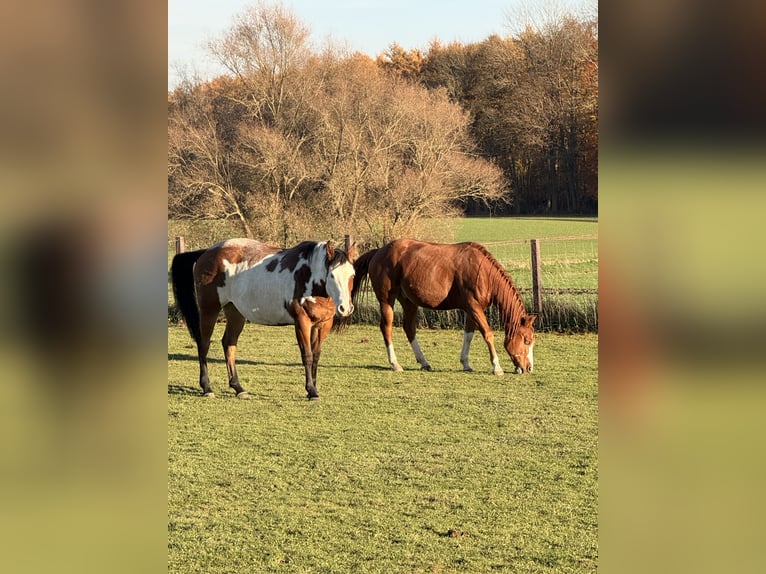 American Quarter Horse Stute Fohlen (01/2025) 152 cm Fuchs in Sch&#xF6;nberg
