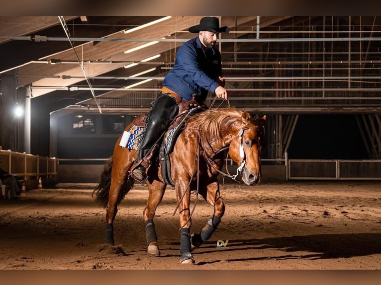 American Quarter Horse Stute Fohlen (01/2025) 152 cm Fuchs in Sch&#xF6;nberg