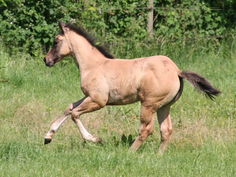 American Quarter Horse Stute Fohlen (03/2026) 152 cm Grullo in Düsseldorf