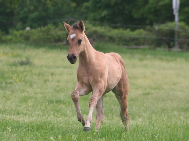 American Quarter Horse Stute Fohlen (03/2026) 152 cm Grullo in Düsseldorf