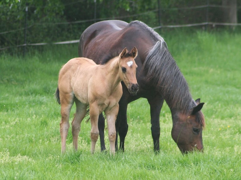American Quarter Horse Stute Fohlen (03/2026) 152 cm Grullo in Düsseldorf