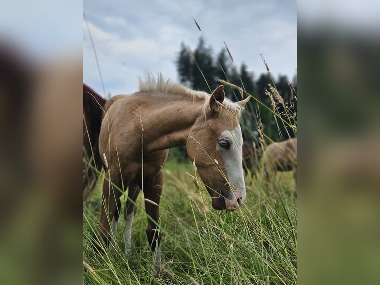 American Quarter Horse Stute Fohlen (03/2025) 152 cm Palomino in Halfing