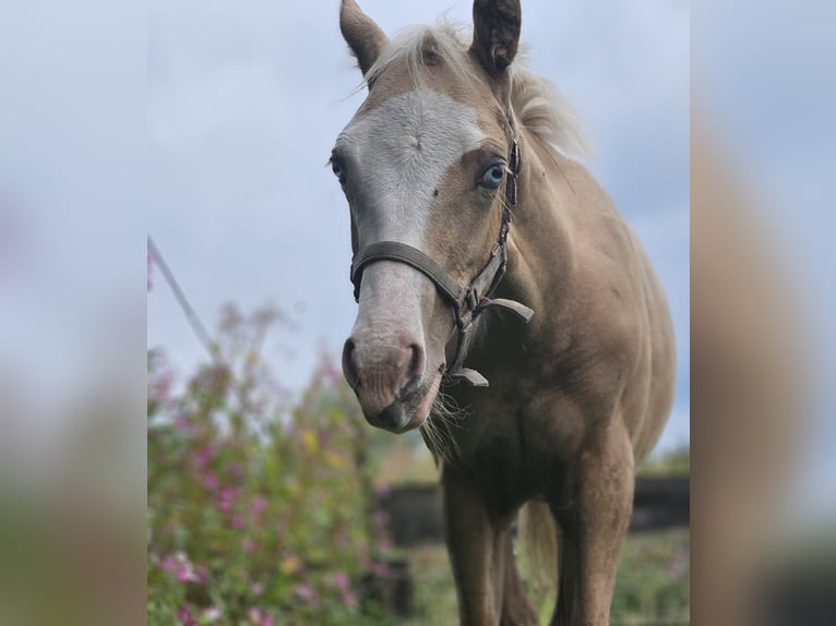 American Quarter Horse Stute Fohlen (03/2025) 152 cm Palomino in Halfing