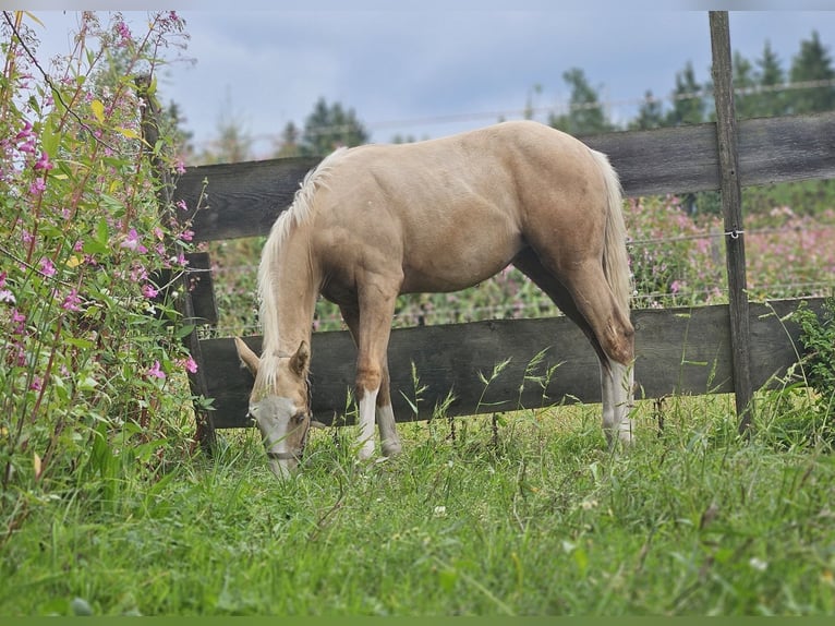American Quarter Horse Stute Fohlen (03/2025) 152 cm Palomino in Halfing
