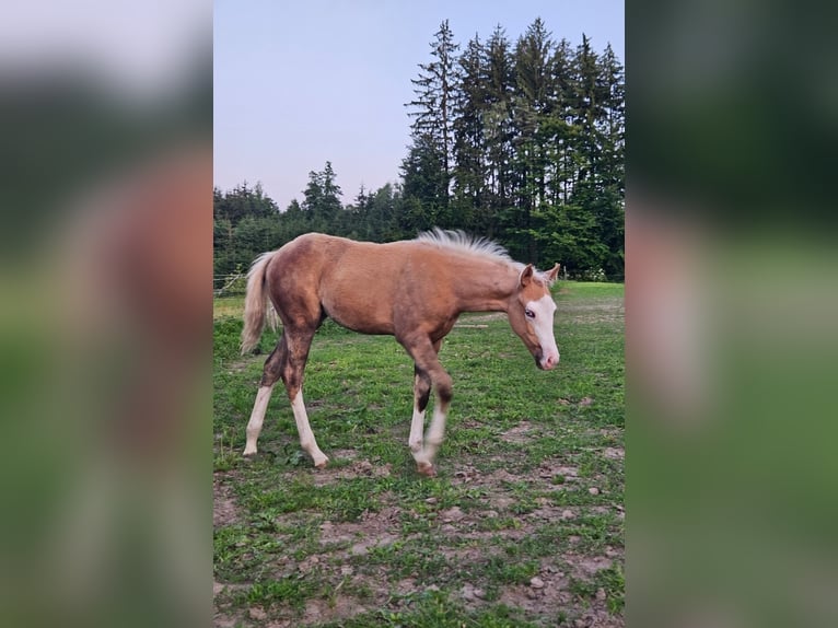 American Quarter Horse Stute Fohlen (03/2025) 152 cm Palomino in Halfing