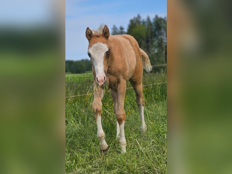 American Quarter Horse Stute  152 cm Palomino in Halfing