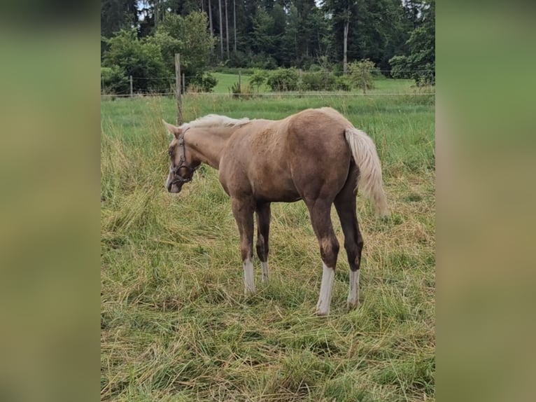 American Quarter Horse Stute Fohlen (03/2025) 152 cm Palomino in Halfing