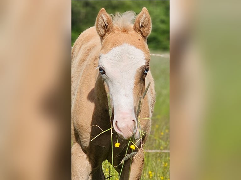 American Quarter Horse Stute  152 cm Palomino in Halfing